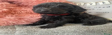 Red Collar Female 