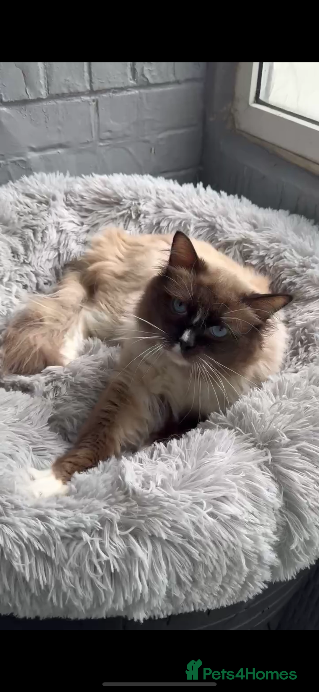 Ragdoll cats for sale: Male ragdoll  - Image 2