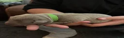 Labrador Retriever dogs for sale: Dna clear silver labrador pups  - Advert 5