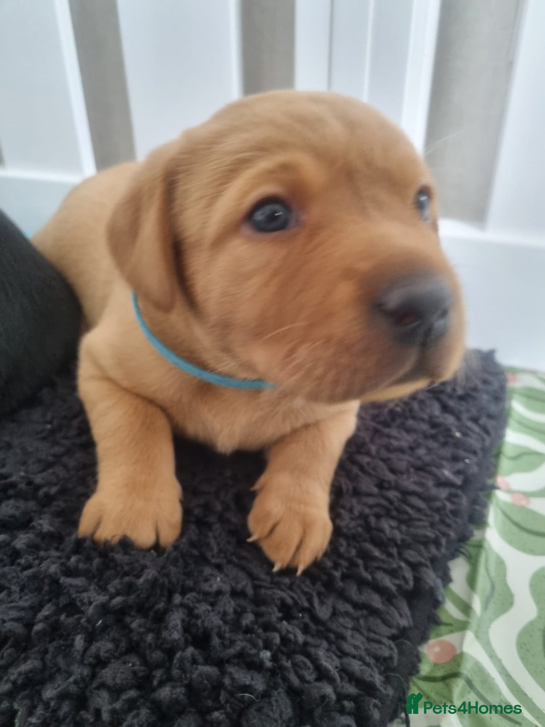 Labrador Retriever dogs for sale: Adorable labrador puppies 🐾  - Image 1