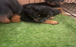 Rottweiler dogs for sale: Rottweiler/rotty puppies - Image 31