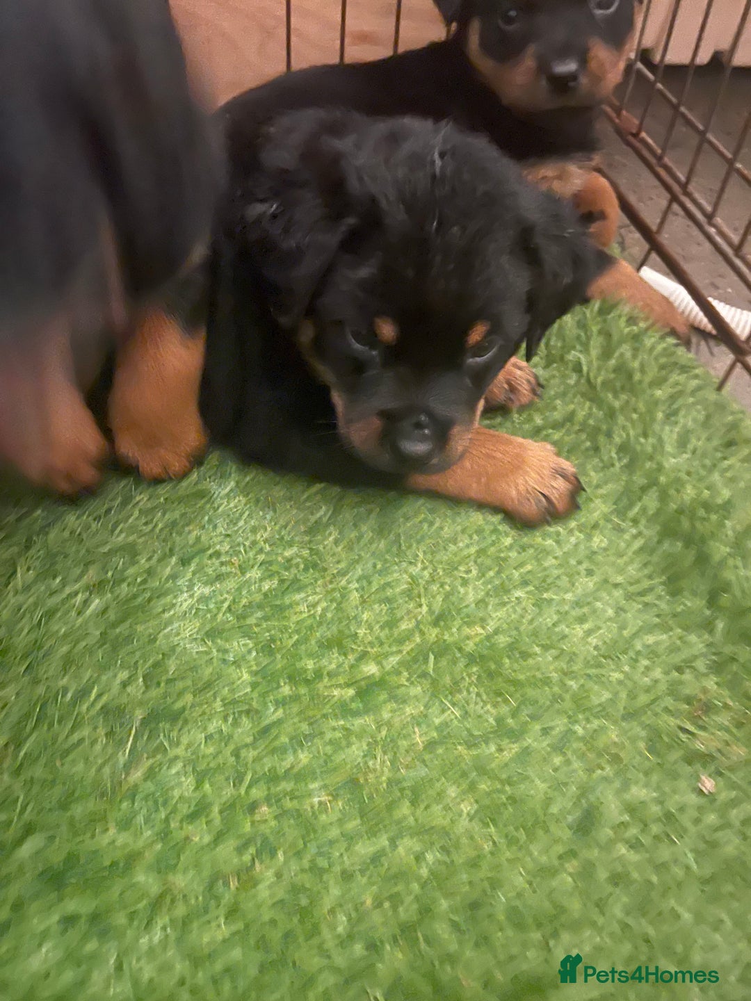 Rottweiler dogs for sale: Rottweiler/rotty puppies - Image 31
