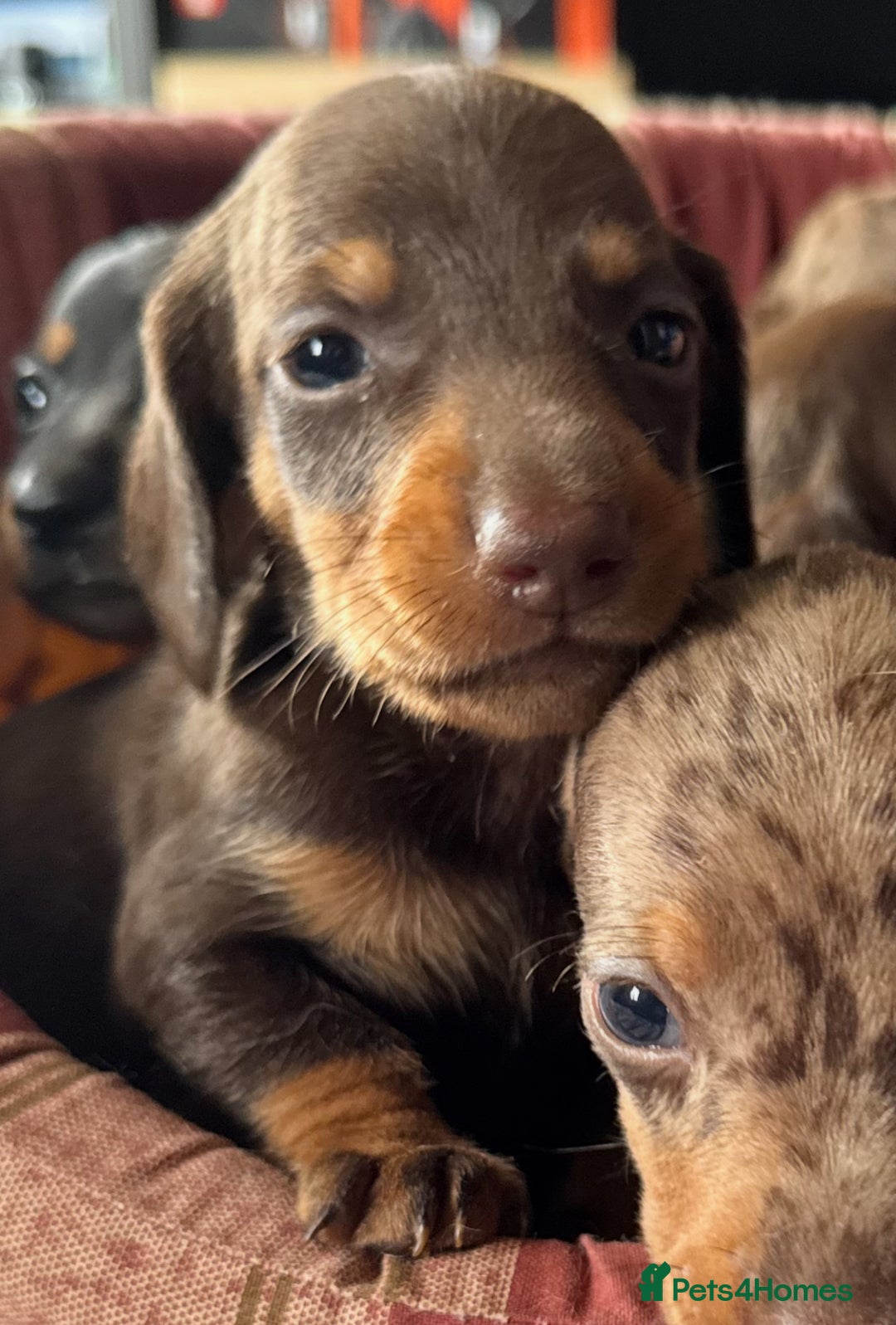 Miniature Dachshund dogs for sale: True miniature smooth coat dachshund puppies  - Image 4