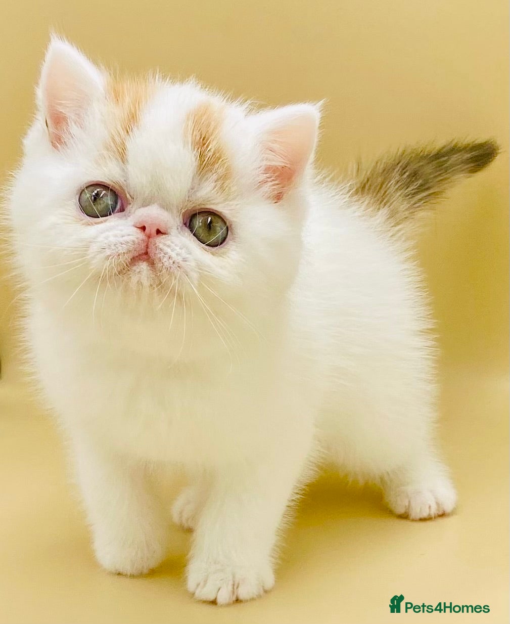 Exotic cats 🏆PREMIUM QUALITY KITTENS🏆BOOKED! - Advert 4