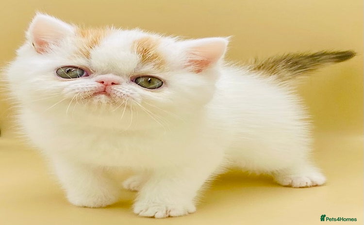 Exotic cats - Advert 1