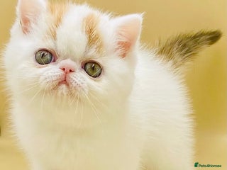 Exotic cats - Advert 8