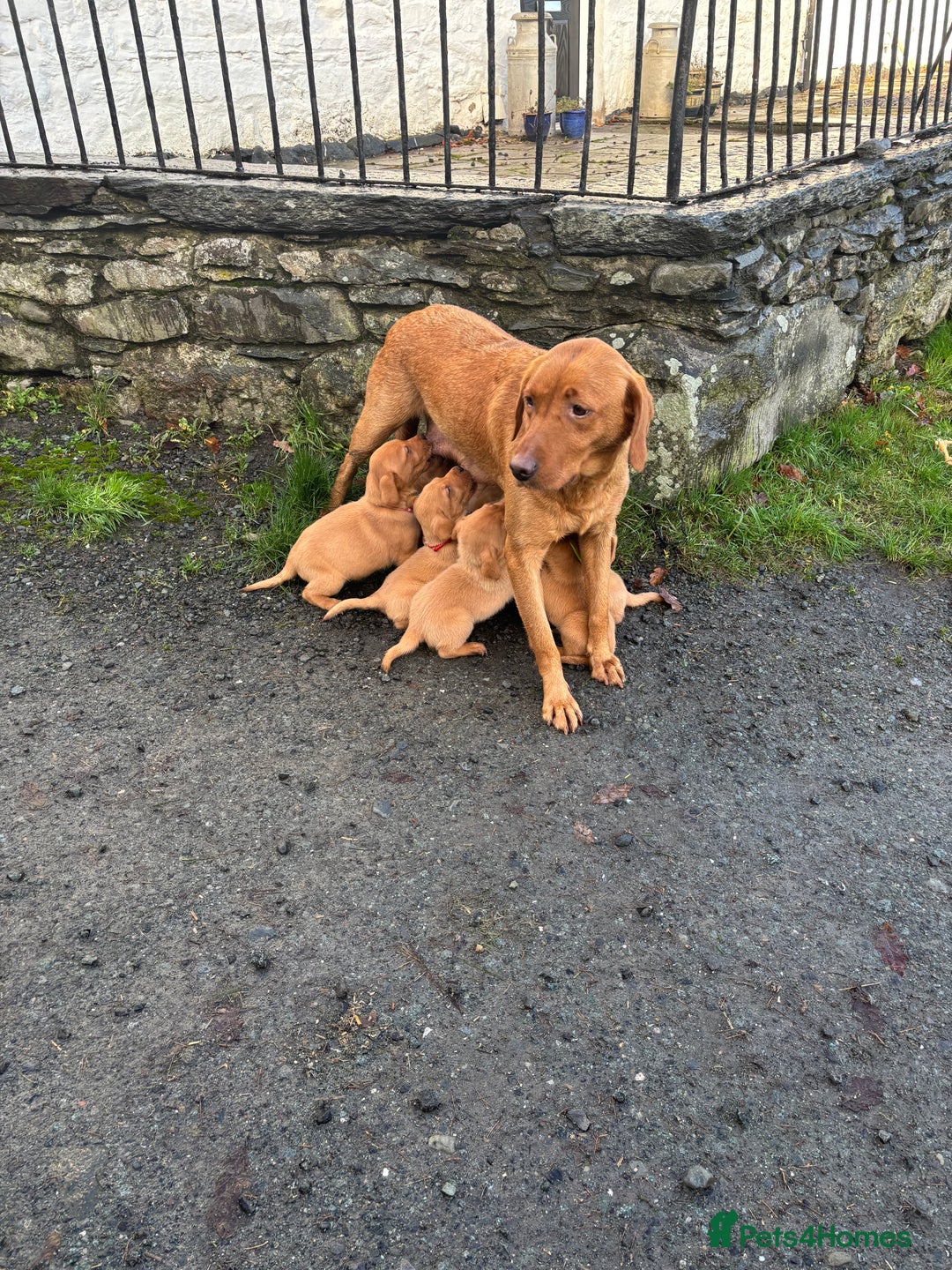 Labrador Retriever dogs for sale: KC Registered Litter of 9 fox red Labrador Puppies - Advert 19