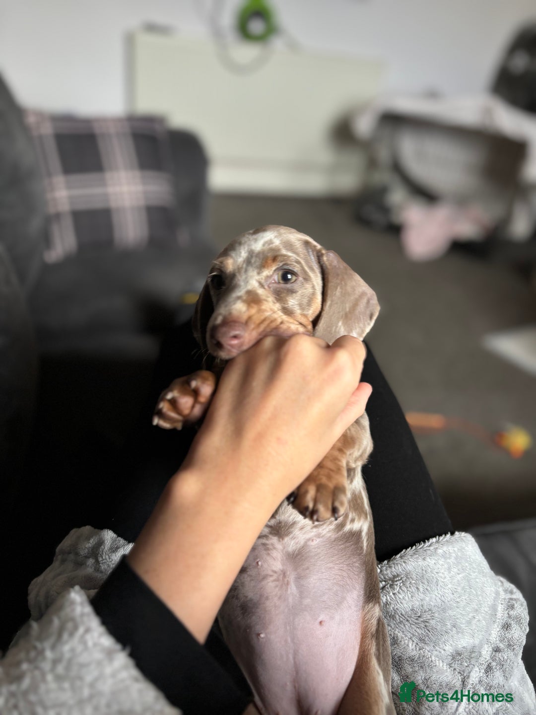 Miniature Dachshund dogs for sale: Miniature dachshund girl  - Advert 5