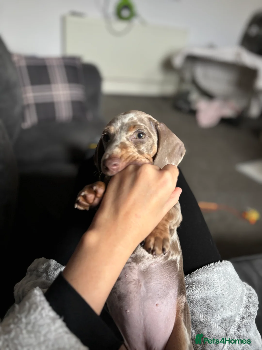 Miniature Dachshund dogs for sale: Miniature dachshund girl  - Advert 5