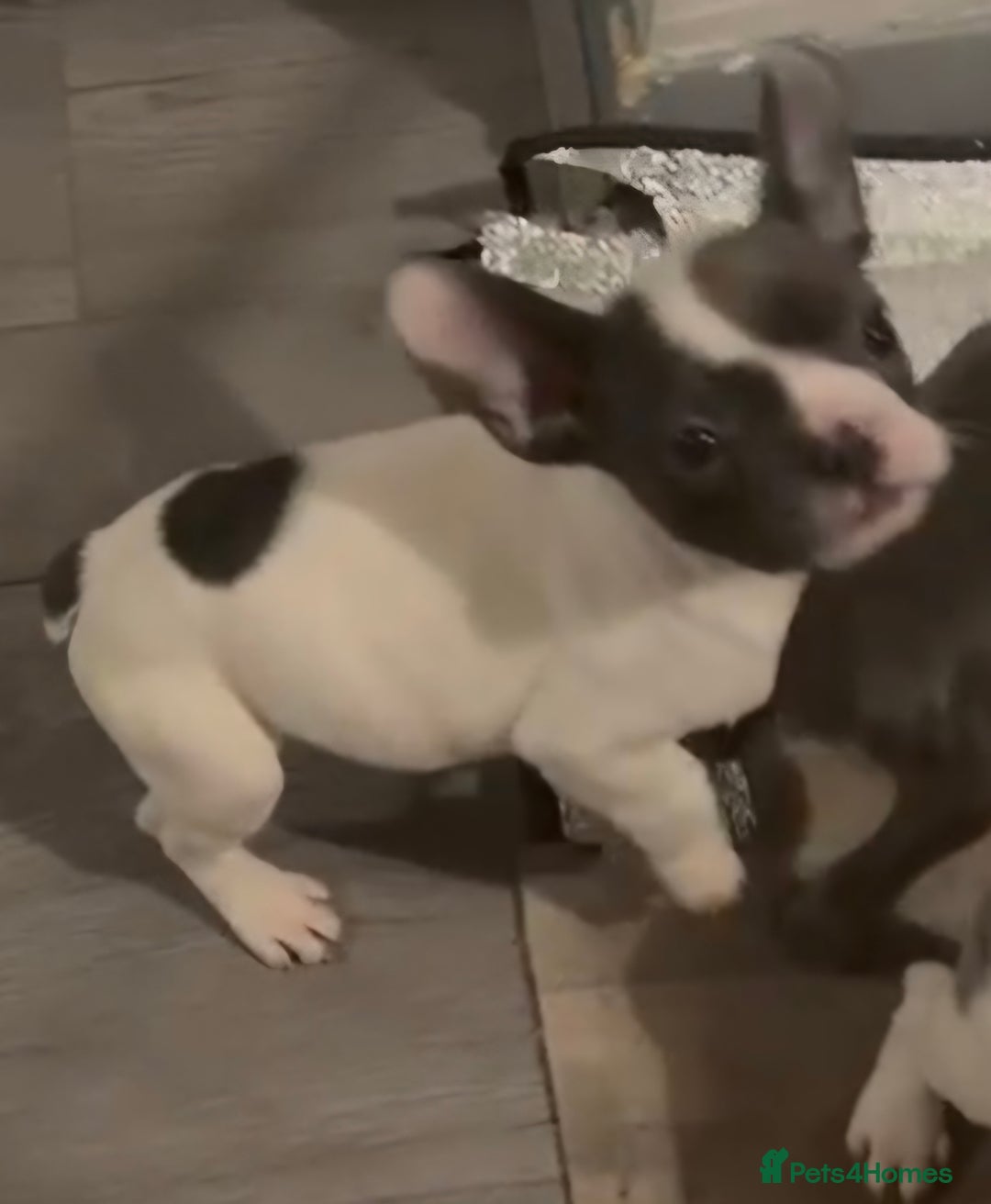 French Bulldog dogs for sale: Last 4 French bulldogs reduced  - Advert 16