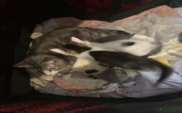 Mixed Breed cats for sale: 5 beautiful mixed breed kittens!! - Image 15