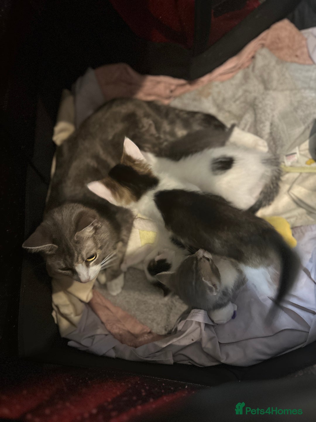 Mixed Breed cats for sale: 5 beautiful mixed breed kittens!! - Image 15