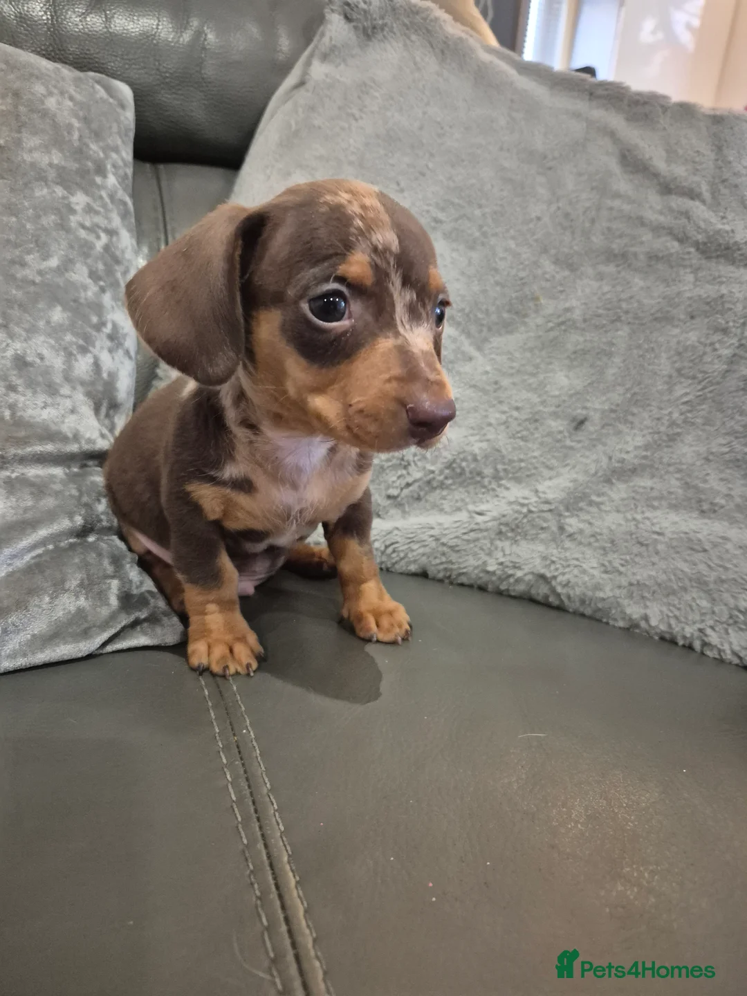 Miniature Dachshund dogs for sale: KC Dachshund Boys - Ready Now - Advert 10