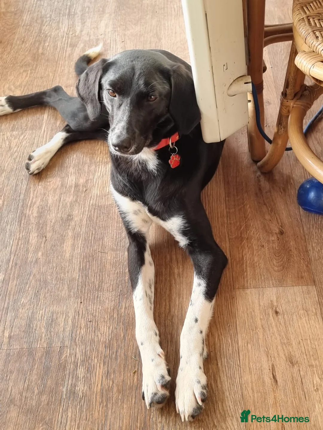 Mixed Breed dogs for adoption: NORA FOR ADOPTION IN CORNWALL/DEVON - Advert 9