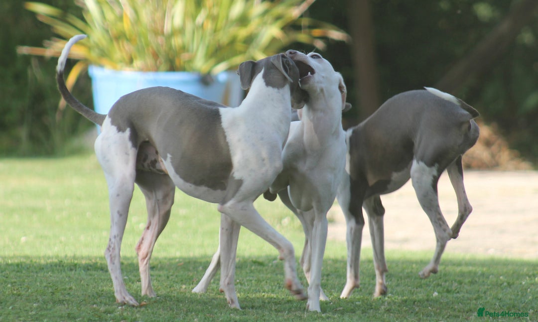Italian Greyhound dogs for stud: Cream Italian Greyhound for Stud KC Registered - Advert 12