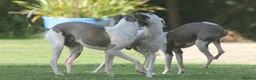 Italian Greyhound dogs for stud: Cream Italian Greyhound for Stud KC Registered - Advert 12