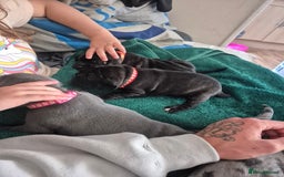 Staffordshire Bull Terrier dogs for sale: 2 female staffies  - Image 11