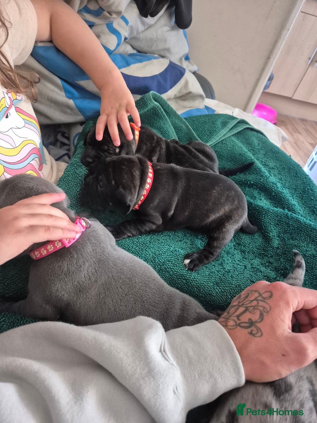 Staffordshire Bull Terrier dogs for sale: 2 female staffies  - Image 11