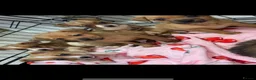 Jack Russell dogs for sale: Jack Russell puppies ready to leave  - Advert 13