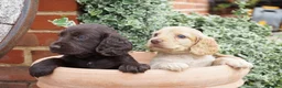 Cocker Spaniel dogs for sale:  Cocker spaniel puppies for sale  - Advert 10