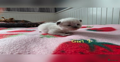 Ragdoll cats - Advert 11