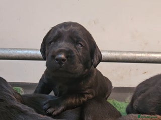 Labrador Retriever dogs - Advert 2