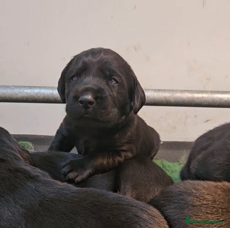 Labrador Retriever dogs - Advert 3