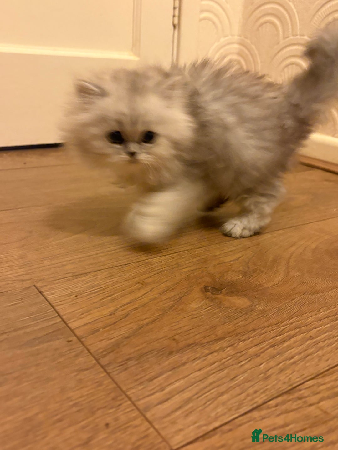 Persian cats for sale: One girl left - Advert 5
