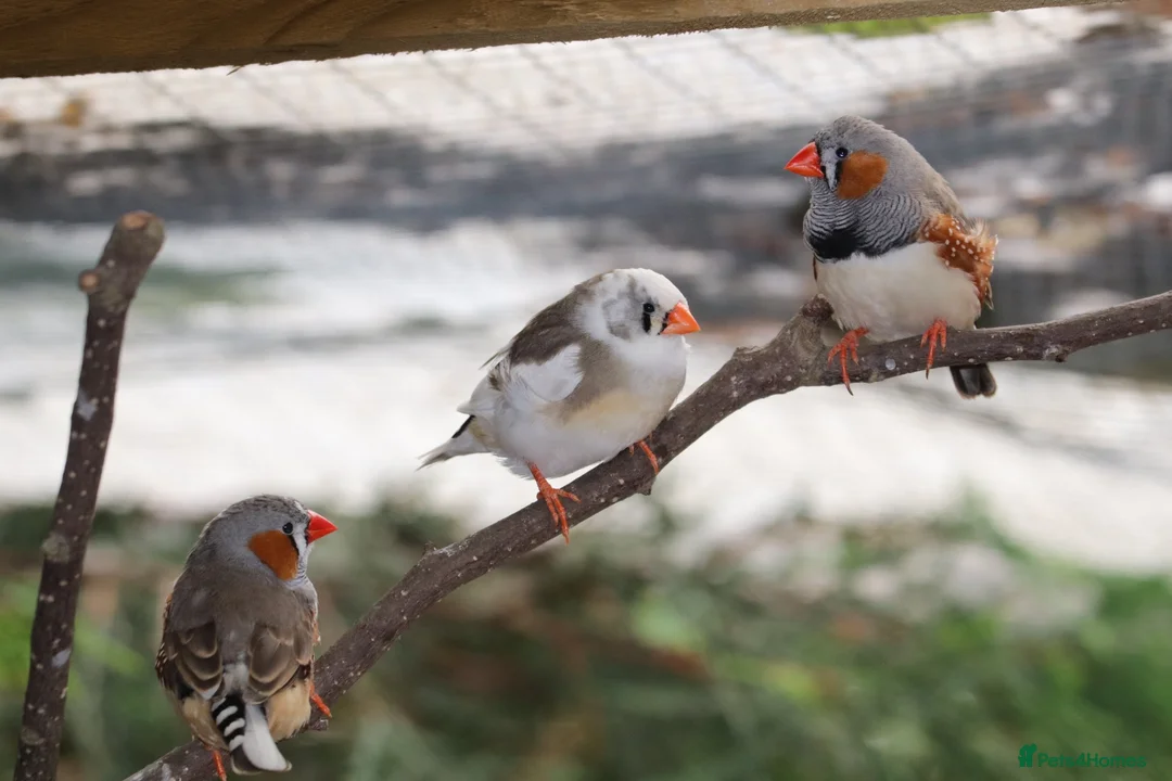 Finches birds for sale: Various Zebra Finch Variants  - Advert 14