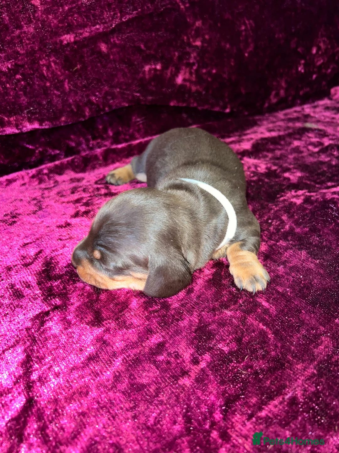 Miniature Dachshund dogs for sale: Miniat Dachshund puppy READY TO LEAVE  - Advert 37