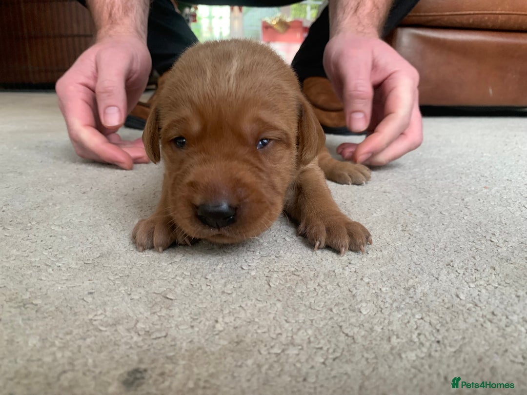 Labrador Retriever dogs for sale: ✨ Stunning 5 Male & 3 Female Fox Red Lab Puppies - Advert 21