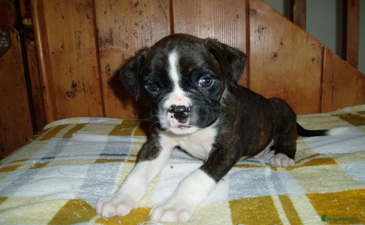 Boxer dogs - Advert 1