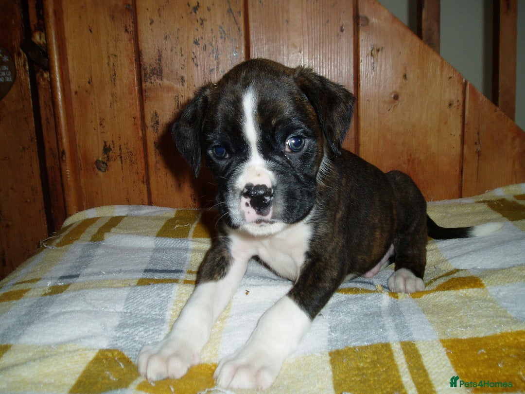 Boxer dogs for sale: Health Tested COI 1.5% KC Registered - Image 20