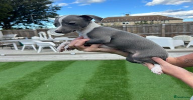 Italian Greyhound dogs - Advert 1
