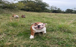 English Bulldog dogs for sale: 🐾 Pedigree Bulldog Puppies 🐾 - Image 3