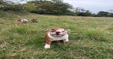 English Bulldog dogs - Advert 10