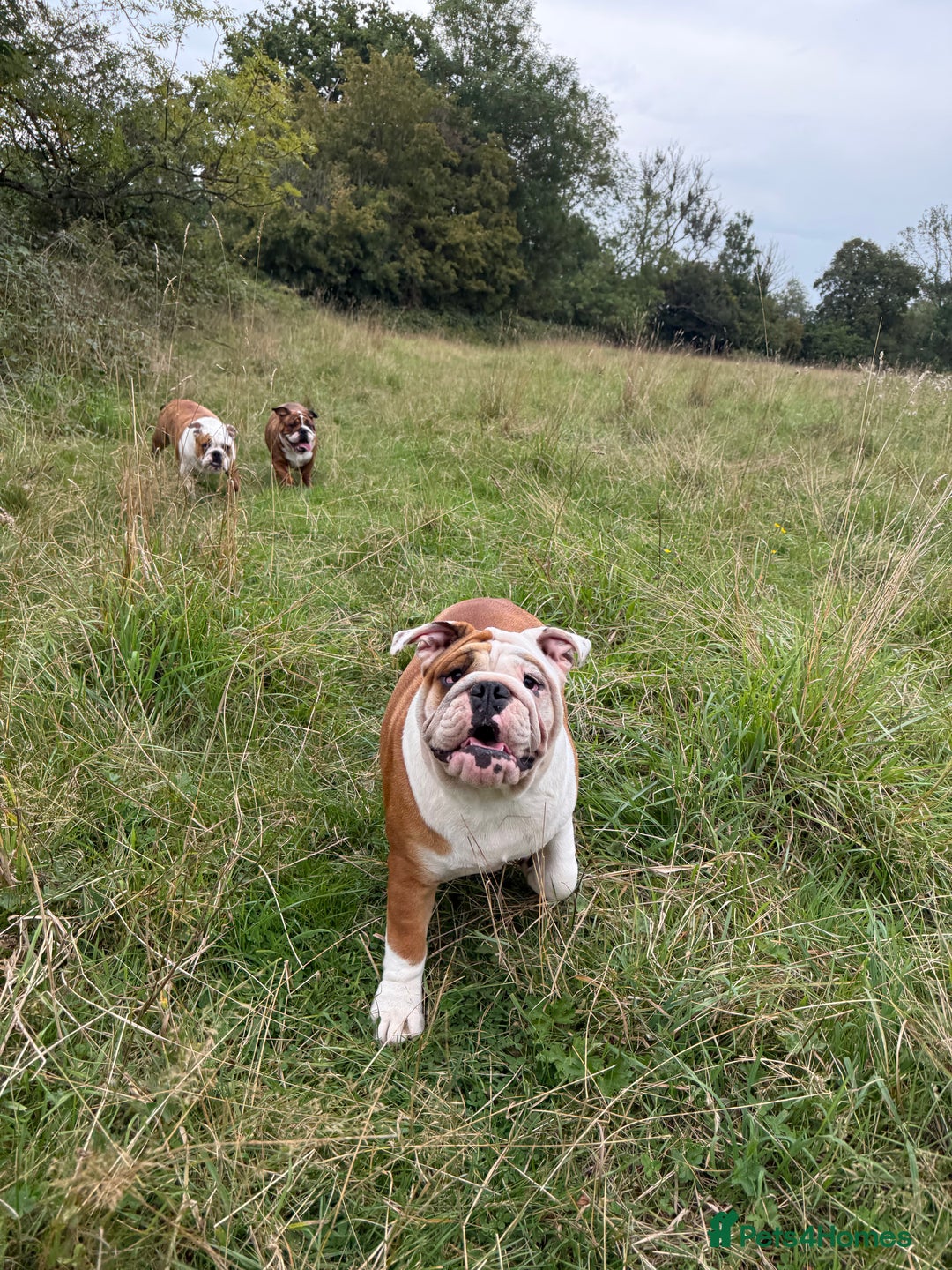 English Bulldog dogs for sale: 🐾 Pedigree Bulldog Puppies 🐾 - Image 3