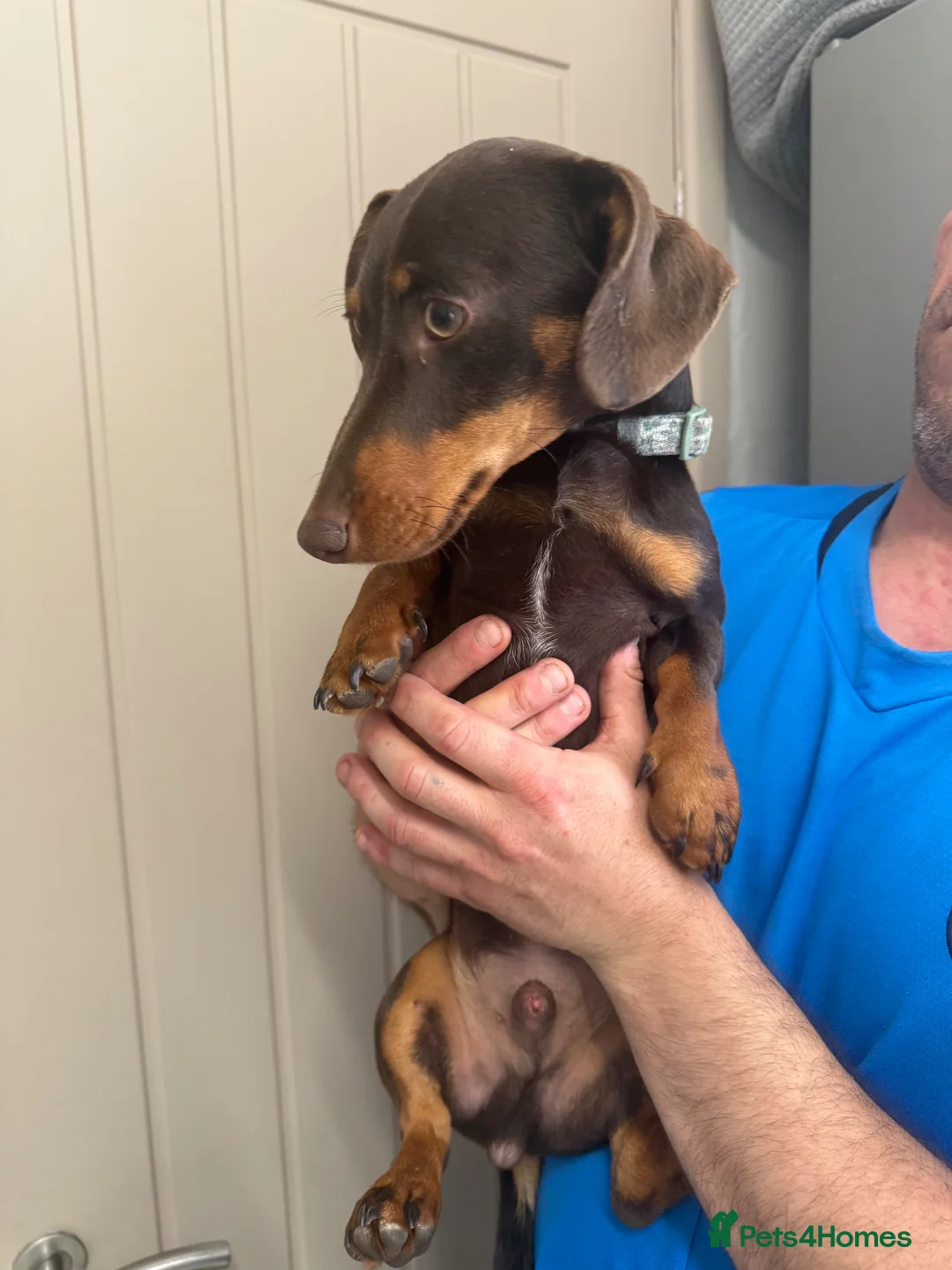 Miniature Dachshund dogs for sale: Miniature dachshund puppy in Sheffield - Advert 2