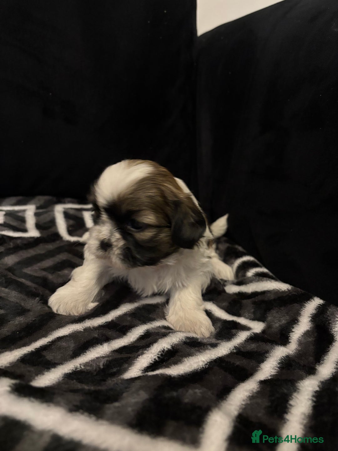 Shih Tzu dogs for sale: 2 female Shih Tzu puppies  - Advert 17