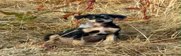 Lurcher dogs for sale: Stunning Lurchers  - Advert 14