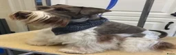 Miniature Schnauzer dogs for sale: KC registered pedigree Miniature Schnauzer pups x4 - Advert 7