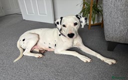 Dalmatian dogs for sale: Dalmatian bitch  - Image 1