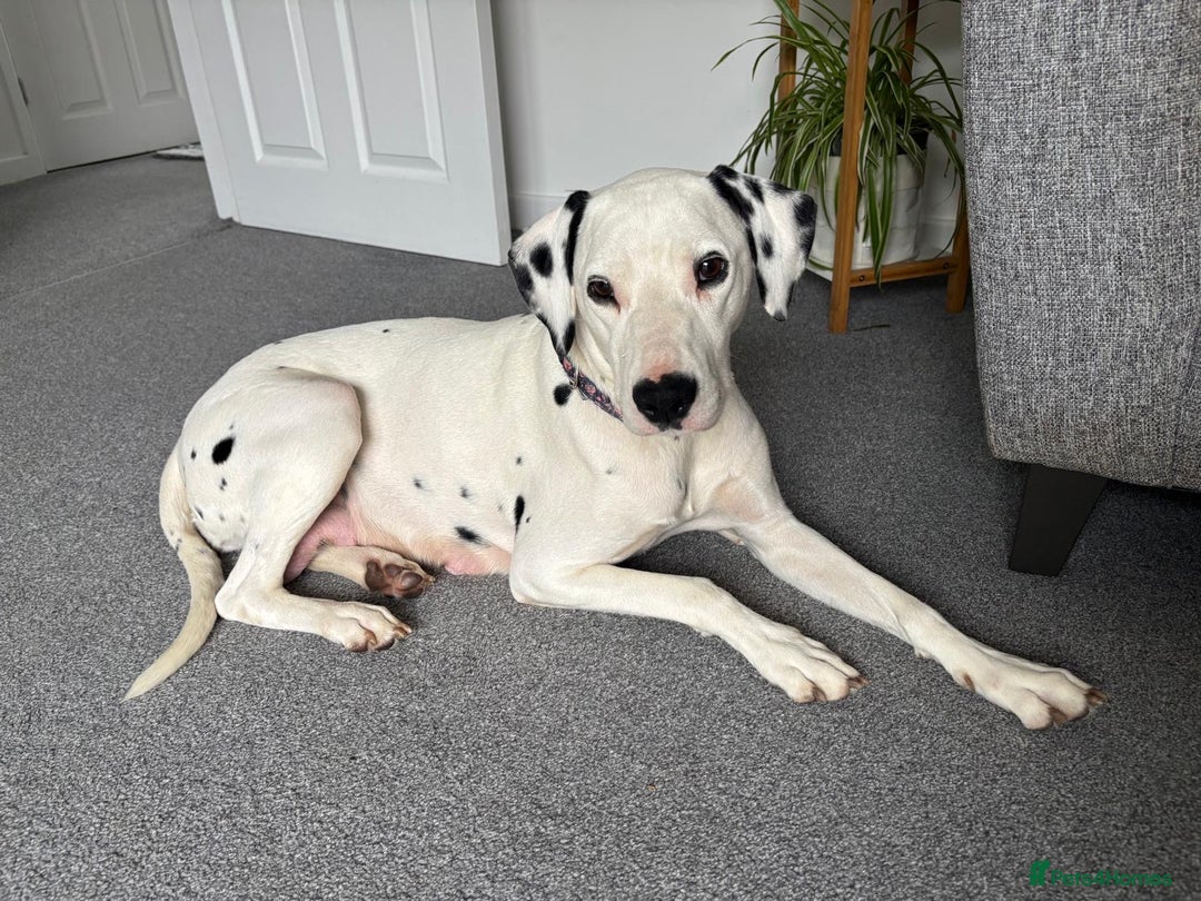 Dalmatian dogs for sale: Dalmatian bitch  - Image 1
