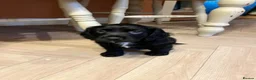 Mixed Breed dogs for sale: 5 beautiful lively pups. - Advert 7