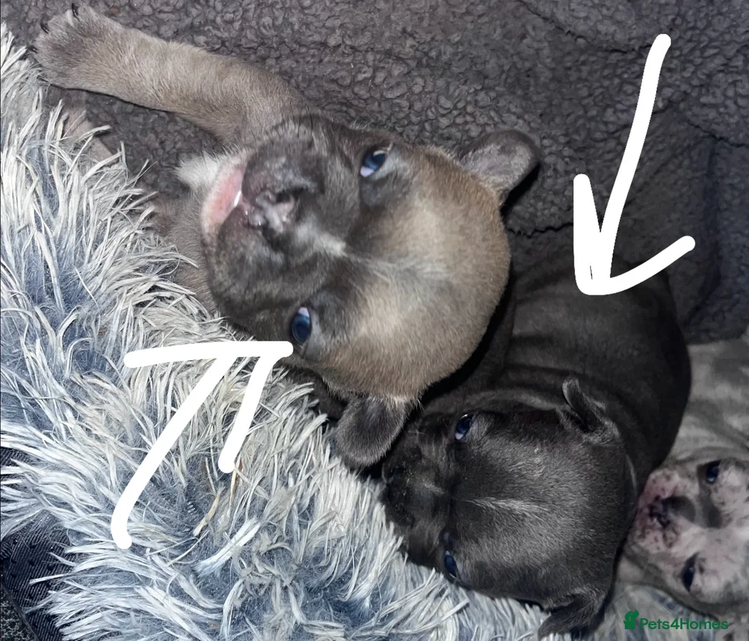 French Bulldog dogs for sale: Frenchie pups forsale in Wednesbury - Advert 3