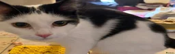 Mixed Breed cats for sale: Rescue cats and kittens  - Advert 10