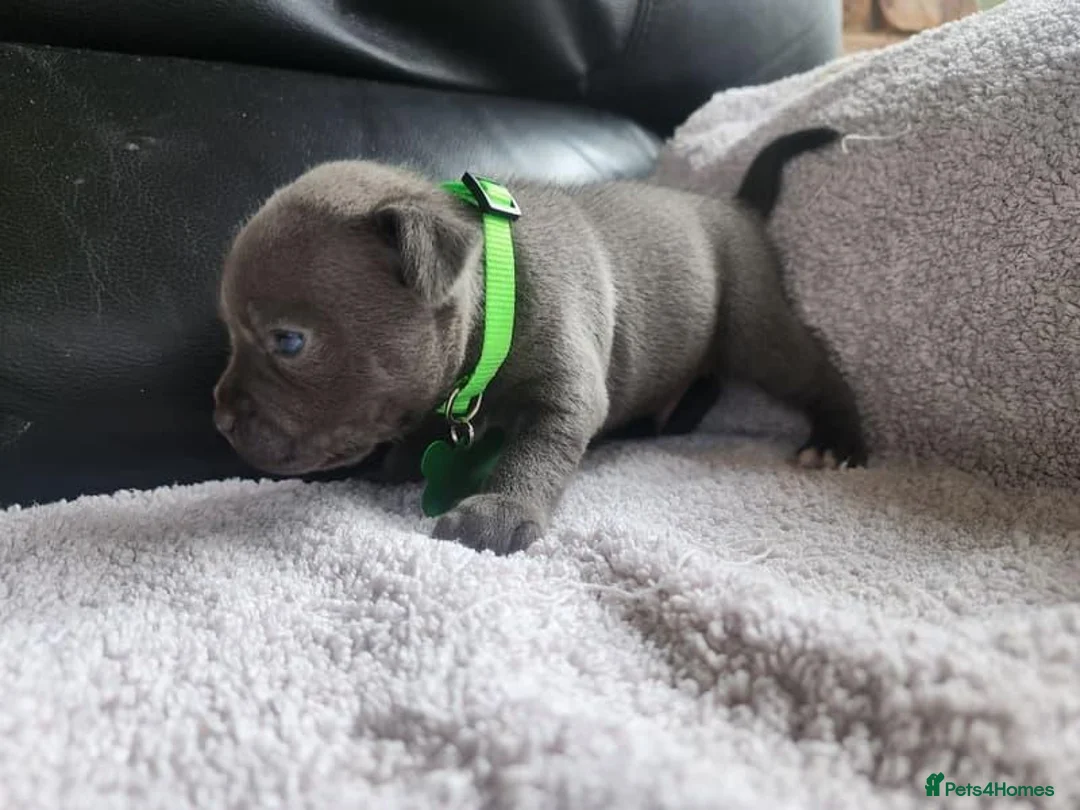 Staffordshire Bull Terrier dogs for sale: PUREBRED STAFFORDSHIRE BULL TERRIER PUPPY  in Reading - Advert 2