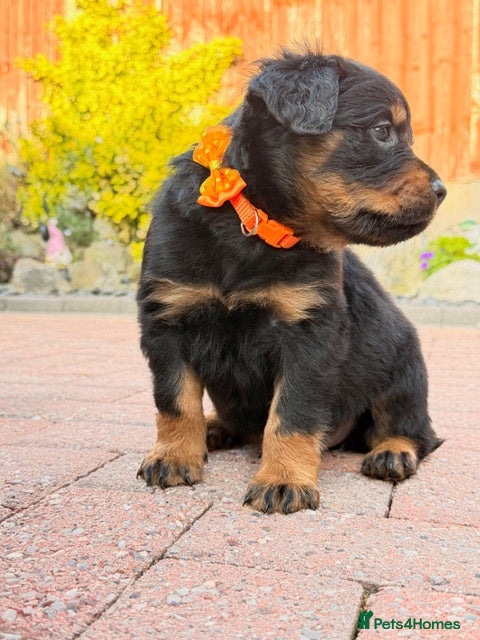 Rottweiler dogs 🐾 Ready to Go - Fluffy Rottweiler Puppies🐾 - Advert 1