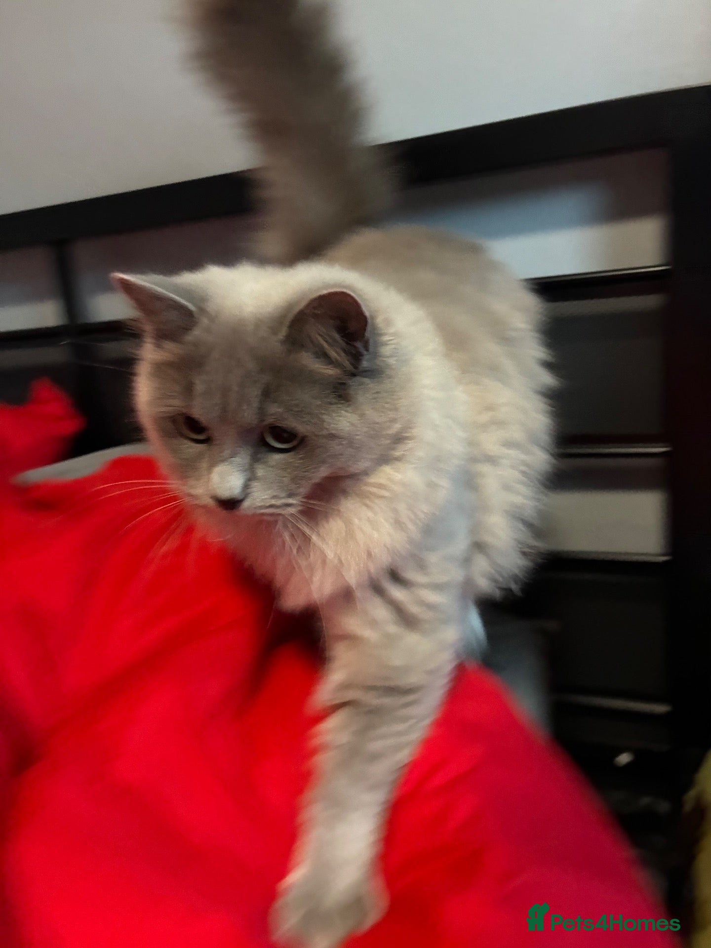 Ragdoll cats Ready to Go Blue sepia pedigree registered female - Advert 4
