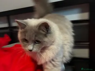 Ragdoll cats Ready to Go Blue sepia pedigree registered female - Advert 4